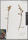 Foto von Salix caprea L.